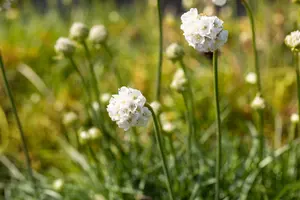 armeria mar. 'alba' P9 - afbeelding 3