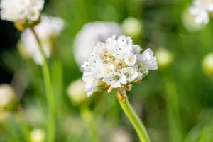 armeria mar. 'alba' P9 - afbeelding 4