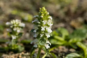 Ajuga rept. 'Alba' P9 - afbeelding 2