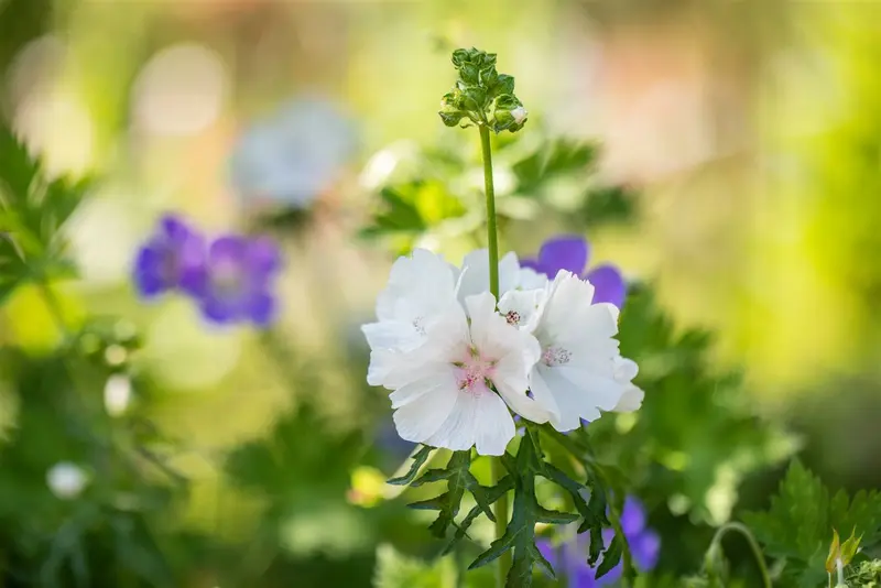 malva moschata 'alba' P9 - afbeelding 2