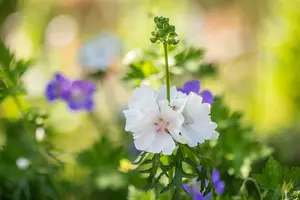 malva moschata 'alba' P9 - afbeelding 2