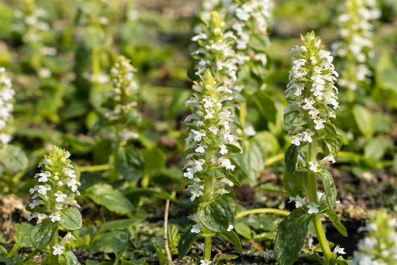 Ajuga rept. 'Alba' P9 - afbeelding 1
