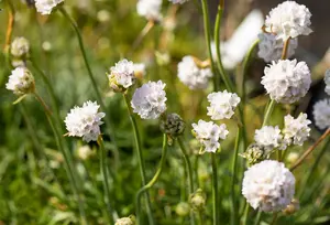 armeria mar. 'alba' P9 - afbeelding 2