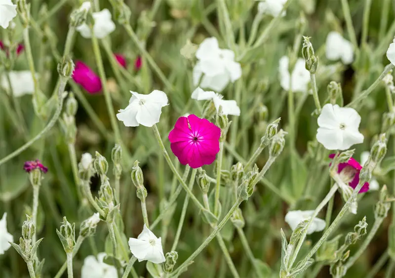 lychnis coronaria 'alba' P9 - afbeelding 2