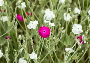 lychnis coronaria 'alba' P9 - afbeelding 2