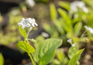 omphalodes verna 'alba' P9