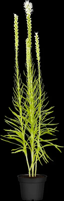 Liatris spic. 'Alba' P9 - afbeelding 2