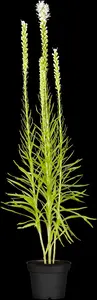 Liatris spic. 'Alba' P9 - afbeelding 2