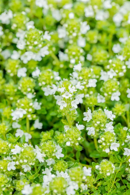 Albiflorus - afbeelding 2