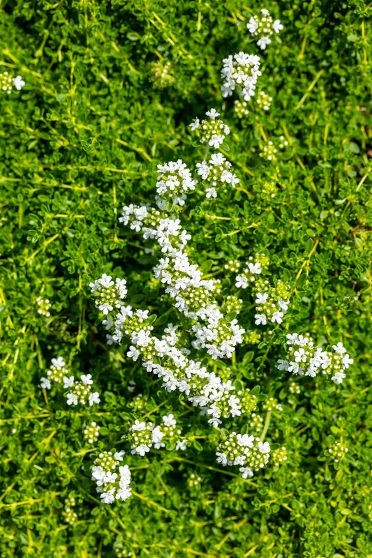 Albiflorus - afbeelding 5