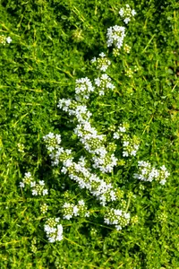 Albiflorus - afbeelding 5
