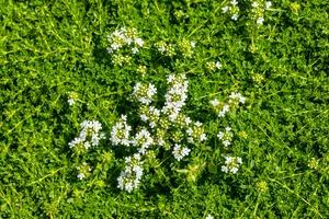 Albiflorus - afbeelding 3