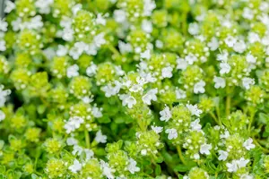 Albiflorus - afbeelding 1