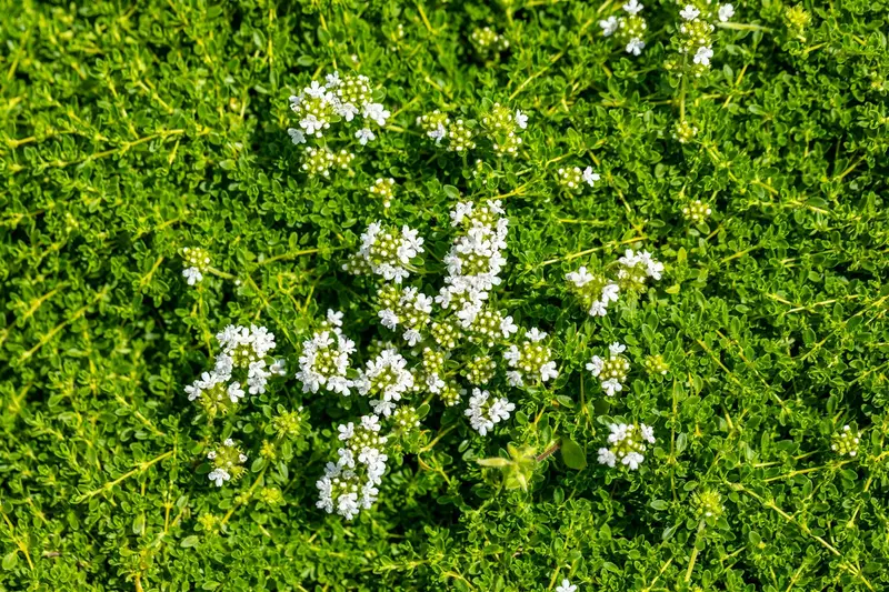Albiflorus - afbeelding 3