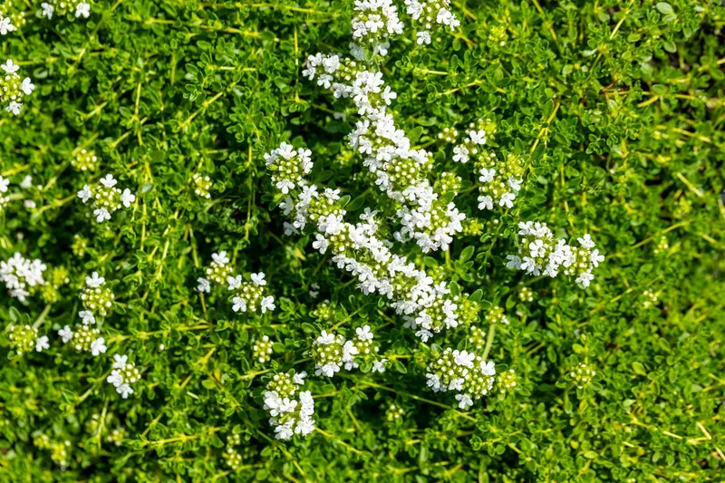 Albiflorus - afbeelding 4