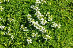Albiflorus - afbeelding 4