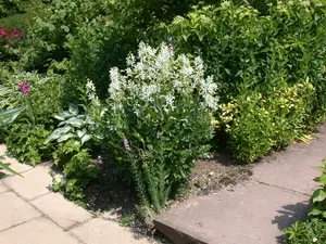 Albiflorus - afbeelding 1