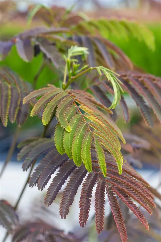 Albizia jul. 'Evi's Pride'® 6/ 8 HO C - afbeelding 5