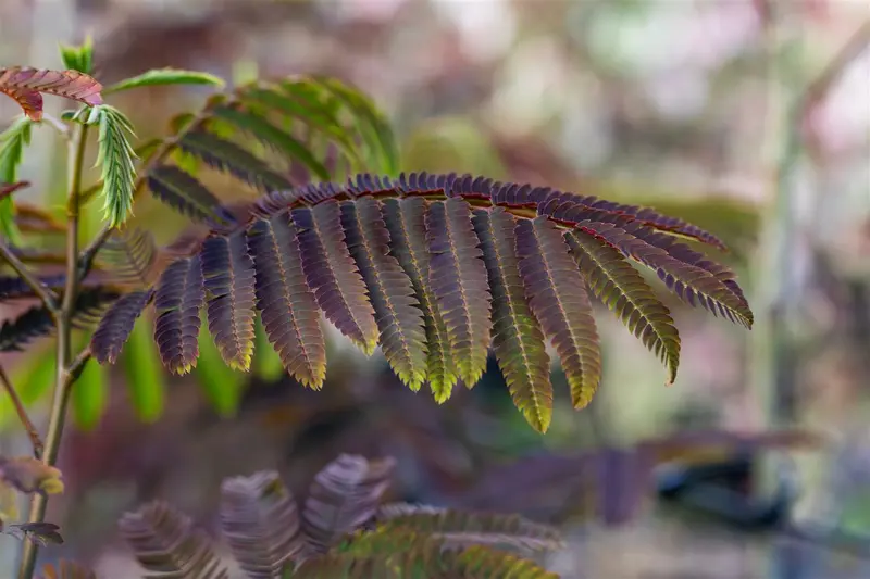 Albizia jul. 'Evi's Pride'® 6/ 8 HO C - afbeelding 2