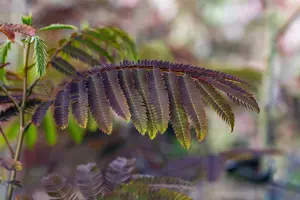 Albizia jul. 'Evi's Pride'® 6/ 8 HO C - afbeelding 2