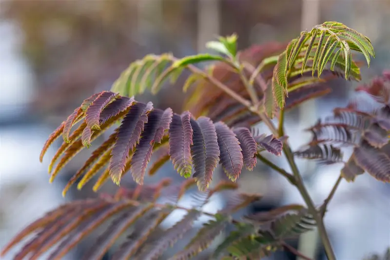 Albizia jul. 'Evi's Pride'® 6/ 8 HO C - afbeelding 3