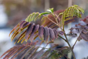 Albizia jul. 'Evi's Pride'® 6/ 8 HO C - afbeelding 3