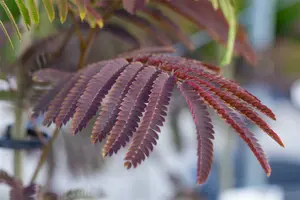 Albizia jul. 'Evi's Pride'® 6/ 8 HO C - afbeelding 4