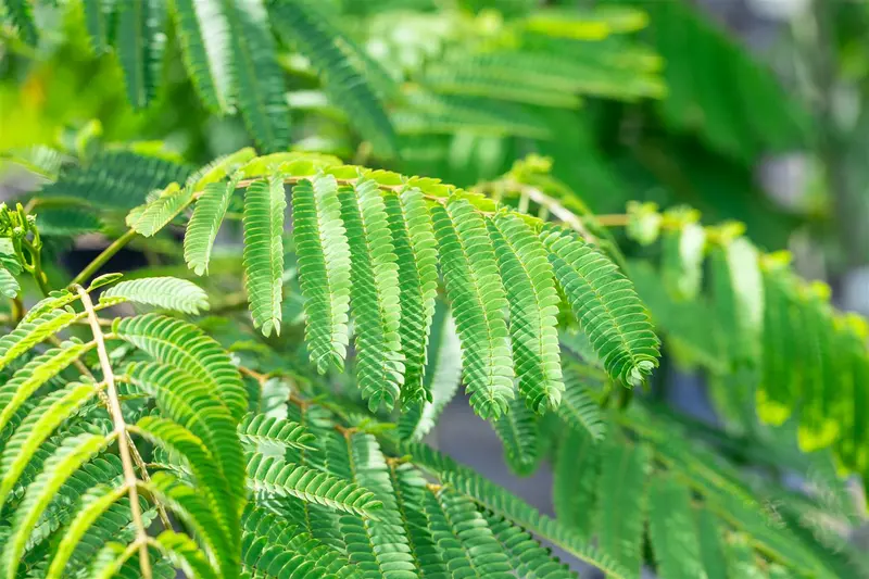 Albizia jul. 'Ombrella' ('bourbi'®) 100-125 C20 - afbeelding 5