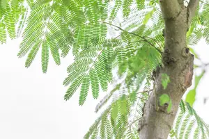 albizia jul. 'ombrella' ('bourbi'®) 12/14 C55 - afbeelding 2