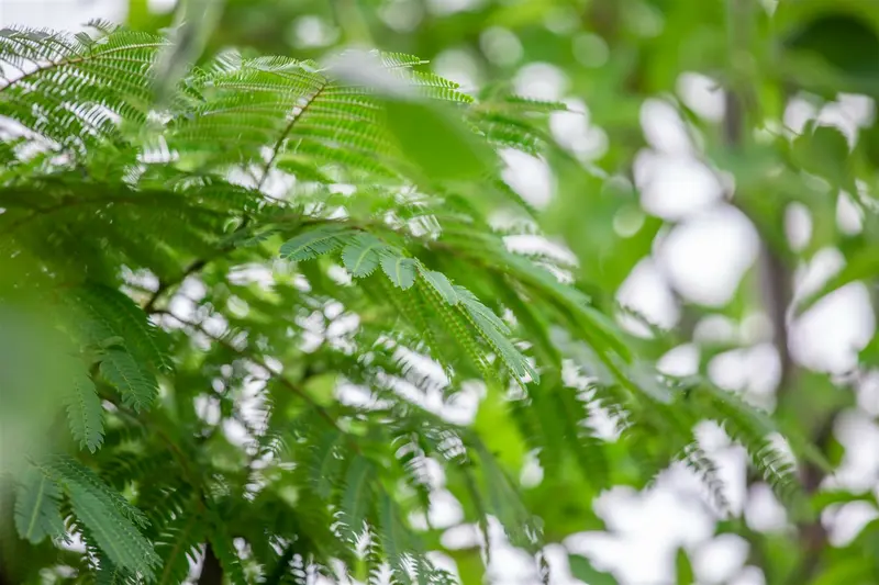 albizia jul. 'ombrella' ('bourbi'®) 12/14 C55 - afbeelding 3