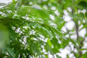 albizia jul. 'ombrella' ('bourbi'®) 12/14 C55 - afbeelding 3