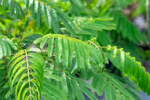 albizia jul. 'ombrella' ('bourbi'®) 12/14 C55 - afbeelding 5