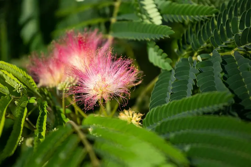 albizia jul. 'ombrella' ('bourbi'®) 12/14 C55 - afbeelding 1