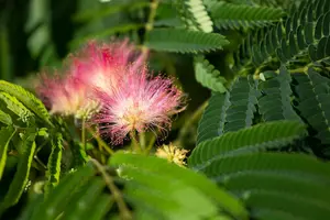 albizia jul. 'ombrella' ('bourbi'®) 12/14 C55 - afbeelding 5