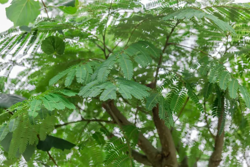 albizia jul. 'ombrella' ('bourbi'®) 12/14 C55 - afbeelding 4