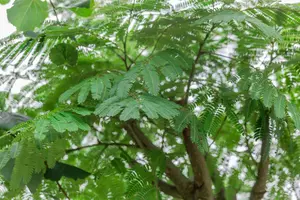 Albizia jul. 'Ombrella' ('bourbi'®) 200-250   C150 MRST - afbeelding 3