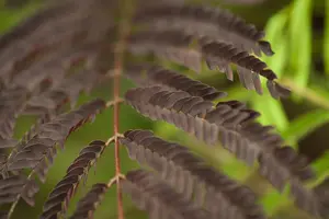 Albizia jul. 'Summer Chocolate'® 125-150   C30 - afbeelding 2