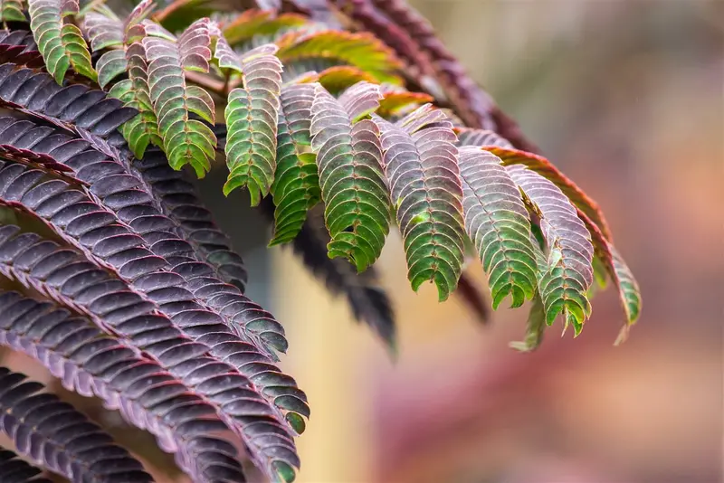 Albizia jul. 'Summer Chocolate'® 125-150   C30 - afbeelding 5