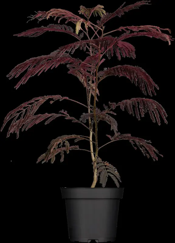 albizia jul. 'summer chocolate'® (175-200 cm) - afbeelding 1
