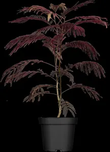 albizia jul. 'summer chocolate'® (175-200 cm) - afbeelding 5
