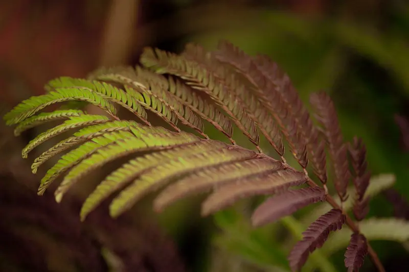 albizia jul. 'summer chocolate'® (175-200 cm) - afbeelding 2