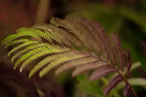 albizia jul. 'summer chocolate'® (175-200 cm) - afbeelding 2