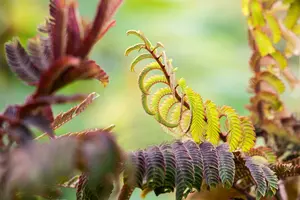 albizia jul. 'summer chocolate'® (175-200 cm) - afbeelding 4