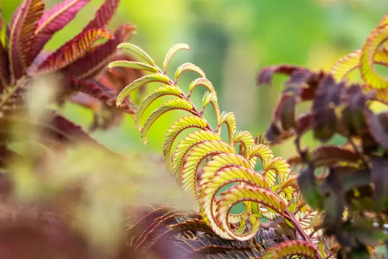albizia jul. 'summer chocolate'® (175-200 cm) - afbeelding 5