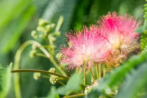 albizia julibrissin 14/16 C70 - afbeelding 2