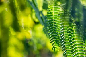 albizia julibrissin 14/16 C70 - afbeelding 5