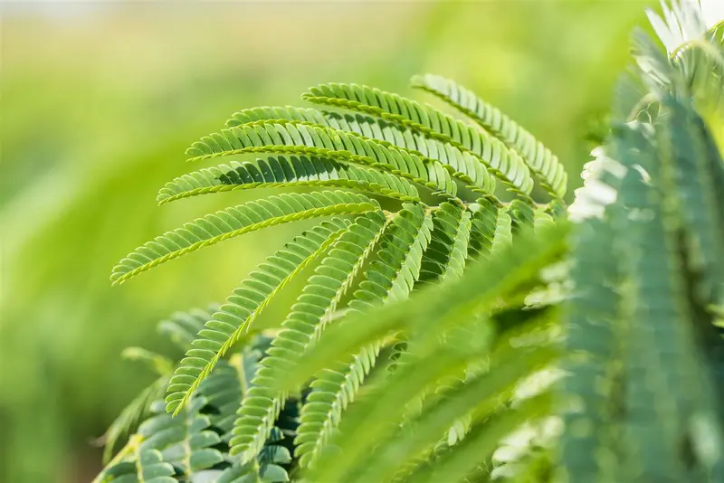 albizia julibrissin 14/16 C70 - afbeelding 1
