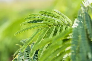 albizia julibrissin 14/16 C70 - afbeelding 5