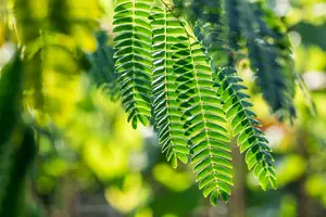 albizia julibrissin 14/16 C70 - afbeelding 3