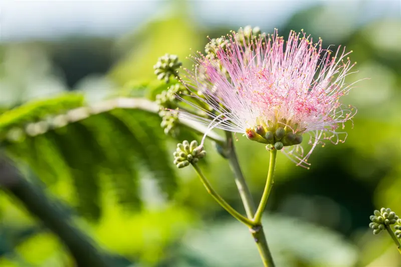 albizia julibrissin 14/16 C70 - afbeelding 4